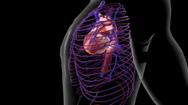 Aorta Arteria Principal Que Transporta Sangre Del Corazón Resto Del — Vídeo de stock