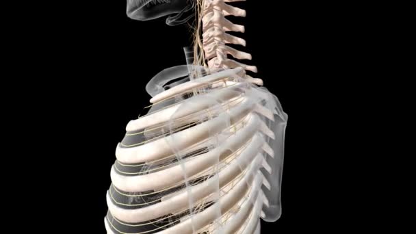 Sistema Nervioso Cuello Pecho — Vídeo de stock