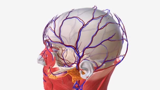 硬脑膜垫的外层 — 图库视频影像
