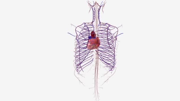 Kalp Venöz Atardamar Sistemi — Stok video