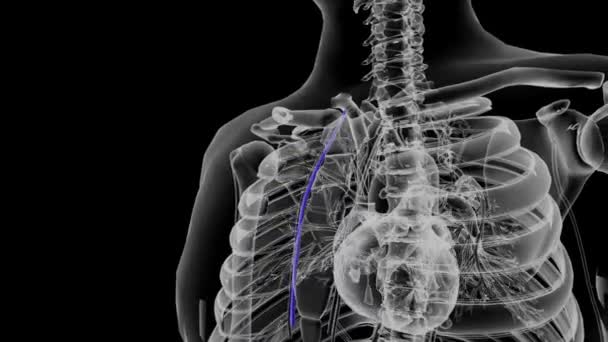 内膜静脈 以前は内膜静脈として知られていた 優れた大腸静脈から発生します — ストック動画