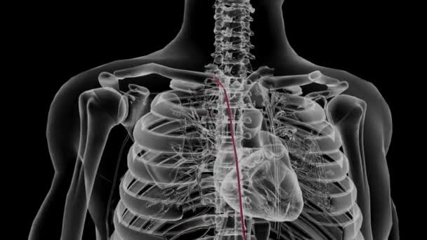 Arteria Torácica Interna Arteria Mamaria Interna Vaso Largo Emparejado Que — Vídeo de stock