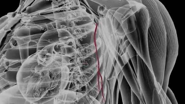 Боковая Грудная Артерия Снабжает Подмышечные Лимфоузлы Передние Серратусы Грудные Мышцы — стоковое видео