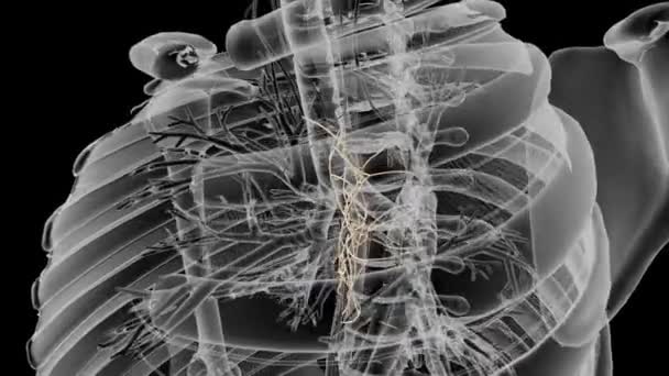 食管的胸段被食管神经丛 食管丛 所困扰 食管丛是围绕食管的自主神经网 — 图库视频影像