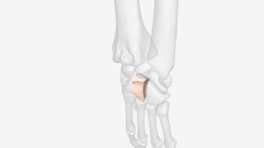 The capitate, also known as the os magnum, is the largest of the carpal bones and sits at the center of the distal carpal row.