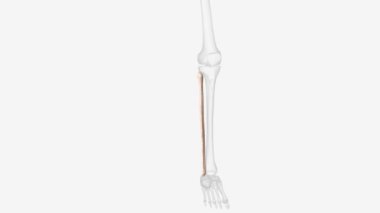 The fibula or calf bone is a leg bone on the lateral side of the tibia, to which it is connected above and below.