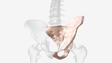 The sacrum is a shield-shaped bony structure that is located at the base of the lumbar vertebrae and that is connected to the pelvis .
