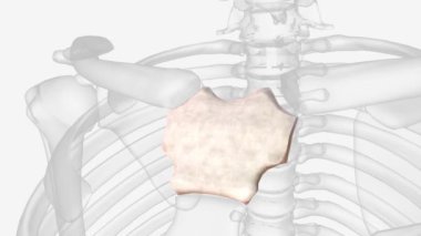 The manubrium is the most superior portion of the sternum. It is trapezoid in shape .