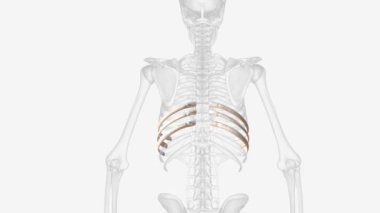 The ribs partially enclose and protect the chest cavity, where many vital organs .