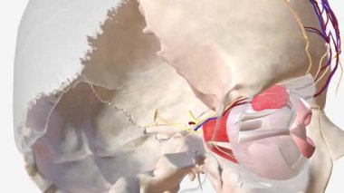 The lacrimal gland is a compound tubuloacinar gland, it is made up of many lobules separated by connective tissue, each lobule contains many acini.