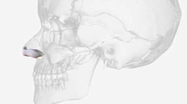 The major alar cartilage (also sometimes called the greater alar cartilage, or lower lateral cartilage) is a thin, bendable piece of the nose .