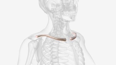 The clavicle is located between the ribcage (sternum) and the shoulder blade (scapula) .