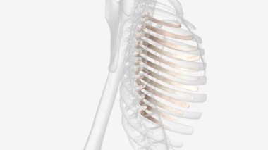 The ribs partially enclose and protect the chest cavity, where many vital organs .