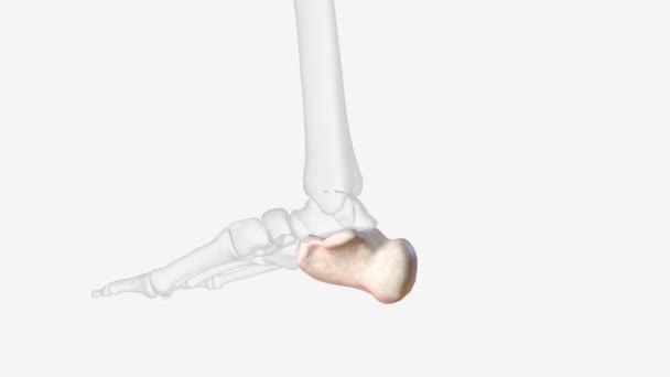 Calcaneus Heel Bone Largest Tarsal Bones Foot — стоковое видео