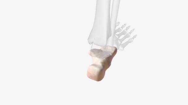 Calcaneus Heel Bone Largest Tarsal Bones Foot — ストック動画
