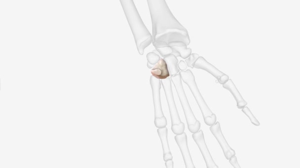 Hamate Irregularly Shaped Carpal Bone Found Hand — Stockvideo