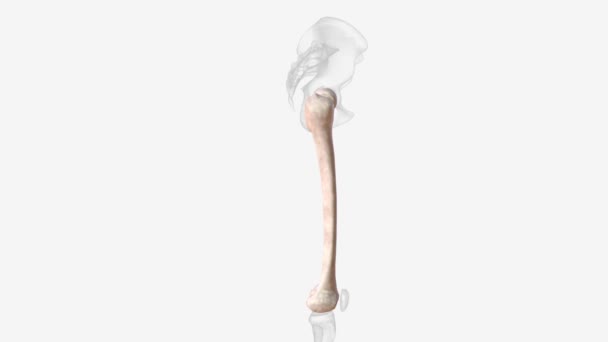 Tibia Shinbone Most Commonly Fractured Long Bone Body — Vídeo de Stock