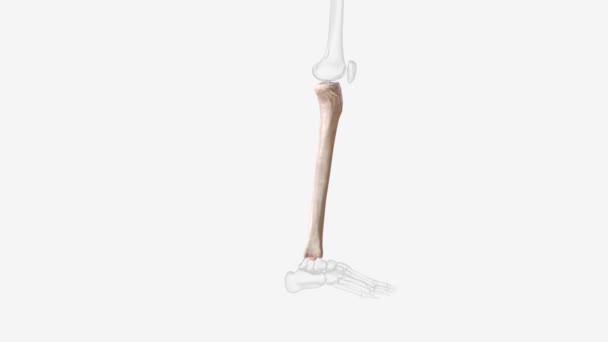 Tibia Shinbone Most Commonly Fractured Long Bone Body — Αρχείο Βίντεο