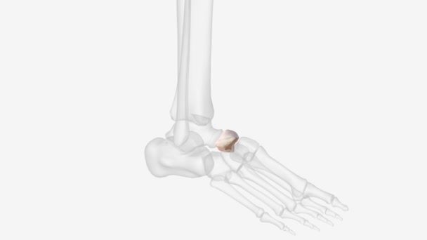 Navicular Small Irregular Bone Its Shape Being Described Pyriform — 图库视频影像