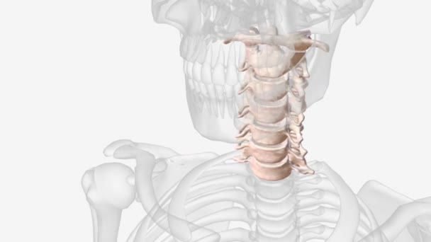 Cervical Vertebrae Hyoid Bone — Vídeos de Stock