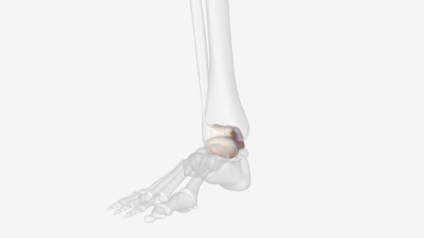 Talus Talus Bone Astragalus Ankle Bone One Group Foot Bones — Αρχείο Βίντεο