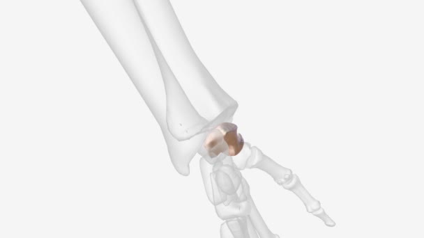 Scaphoid Bone One Carpal Bones Thumb Side Wrist Just Radius — Stock Video