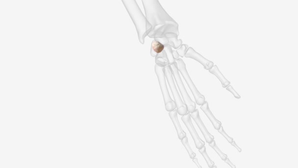 Pisiform One Eight Smallest Carpal Bones Forms Part Wrist Joint — Stok video