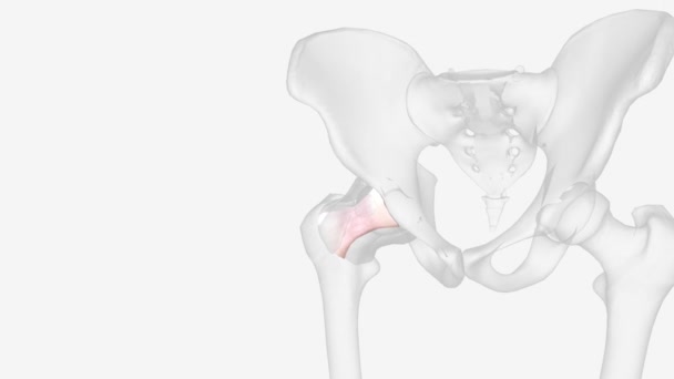 Pubofemoral Ligament Pubocapsular Ligament Ligament Inferior Side Hip Joint — 图库视频影像