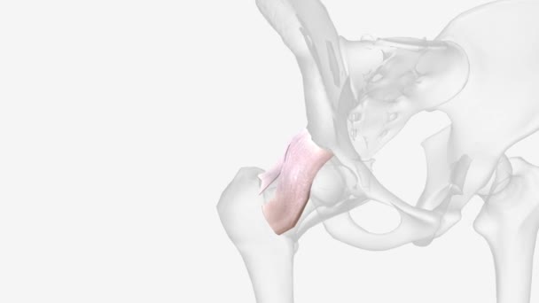 Iliofemoral Ligament Strongest Most Important Hip Capsular Ligament Located Anteriorly — Video Stock
