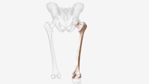 Femur Only Bone Thigh Longest Bone Body — Stock videók