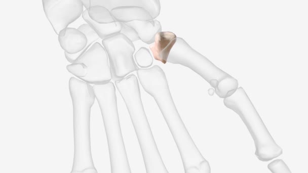 Trapezium Irregular Shaped Carpal Bone Found Hand — Vídeo de Stock