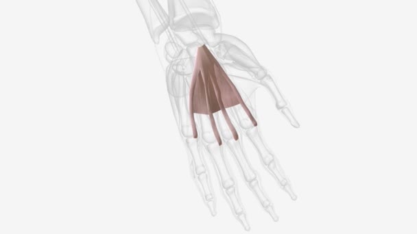 Palmar Aponeurosis Palmar Fascia Invests Muscles Palm Consists Central Lateral — Αρχείο Βίντεο