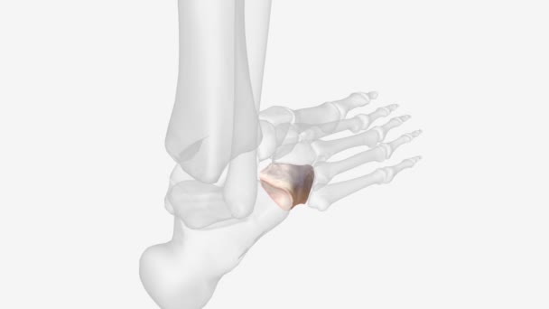 Human Body Cuboid Bone One Seven Tarsal Bones Foot Cuboid — Αρχείο Βίντεο