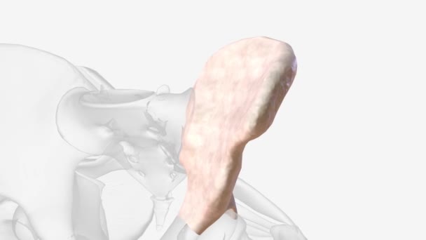 Ilium Makes Upper Portion Hip Bone Pelvis — стоковое видео