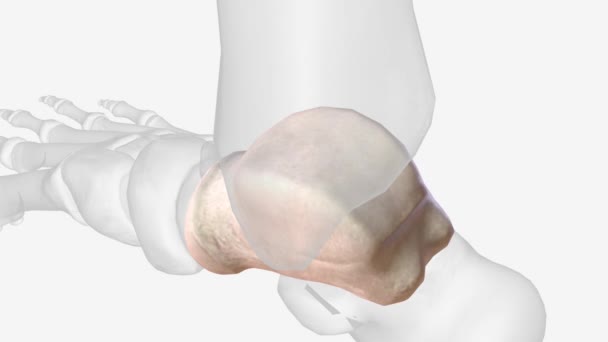 Talus Talus Bone Astragalus Ankle Bone One Group Foot Bones — Video Stock