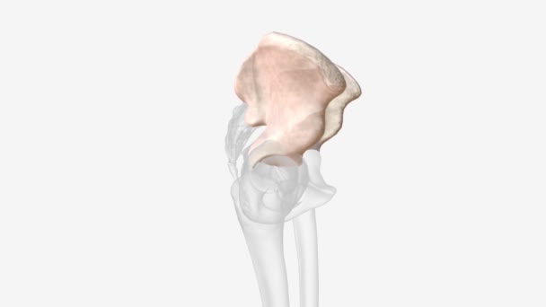 Ilium Widest Largest Three Parts Hip Bone Located Superiorly — Stockvideo