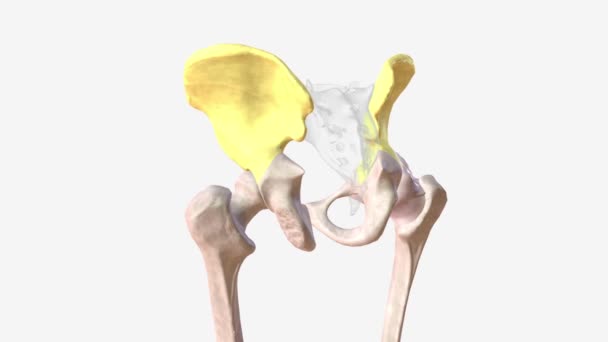 Ilium Widest Largest Three Parts Hip Bone Located Superiorly — Stockvideo