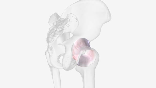 Joint Capsule Sac Fibrous Capsule Continuous Periosteum Articulating Bones — Video Stock
