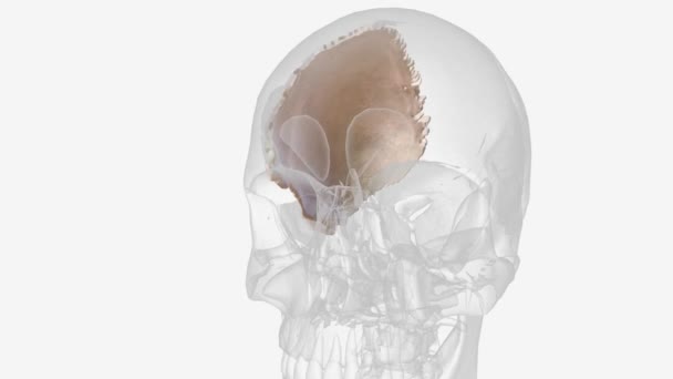 Parietal Bone Parietale Paired Flat Cranial Bone Covers Mid Portion — Video Stock