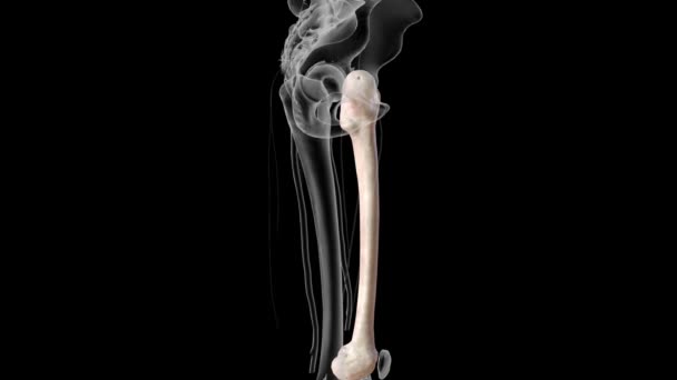 Femur Thigh Bone Only Bone Thigh — 图库视频影像