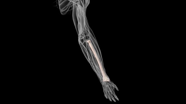 Radius Radial Bone One Two Large Bones Forearm Other Being — Stok Video