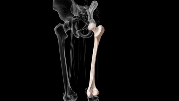 Femur Thigh Bone Only Bone Thigh — 图库视频影像