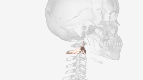 Axis Second Cervical Vertebra Commonly Called — Stockvideo