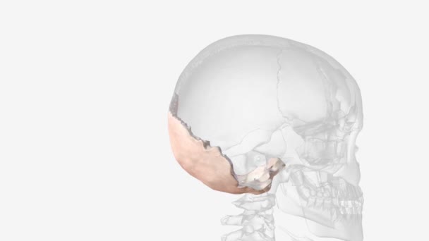 Occipital Bone Most Posterior Cranial Bone Main Bone Occiput — Vídeo de Stock