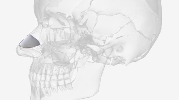 Lateral Cartilage Situated Inferior Margin Nasal Bone Flattened Triangular Shape — стоковое видео