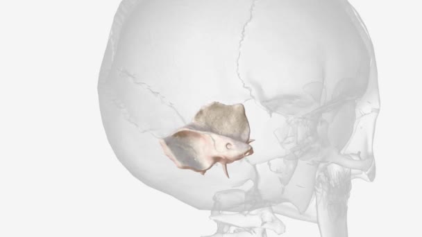 Temporal Bones Two Major Bones Skull Cranium — стоковое видео