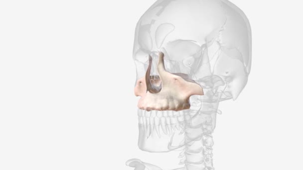 Maxilla Also Known Upper Jaw Vital Viscerocranium Structure Skull — Vídeo de stock