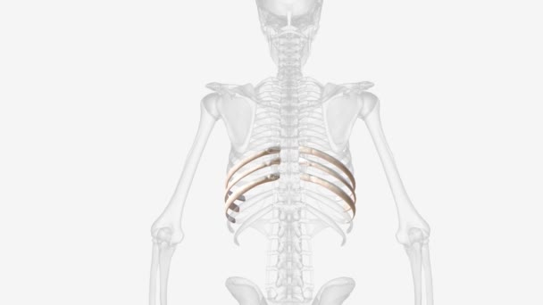 Ribs Partially Enclose Protect Chest Cavity Many Vital Organs — Stockvideo