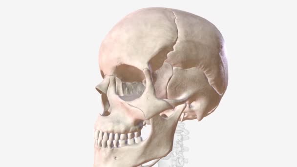 Skull Bony Structure Supports Face Forms Protective Cavity Brain — Stok video