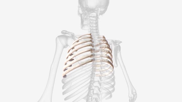Bones Form True Ribs — стоковое видео